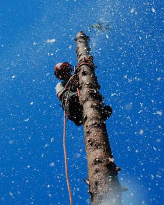 abattage-arbre-1.jpg