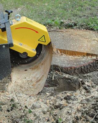debroussaillage-dessouchage-2.jpg