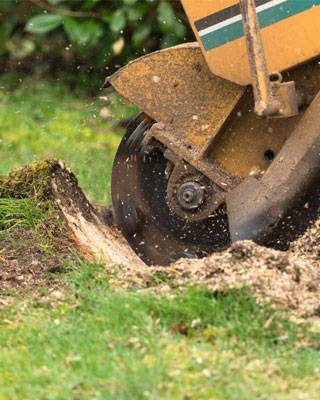debroussaillage-dessouchage-3.jpg